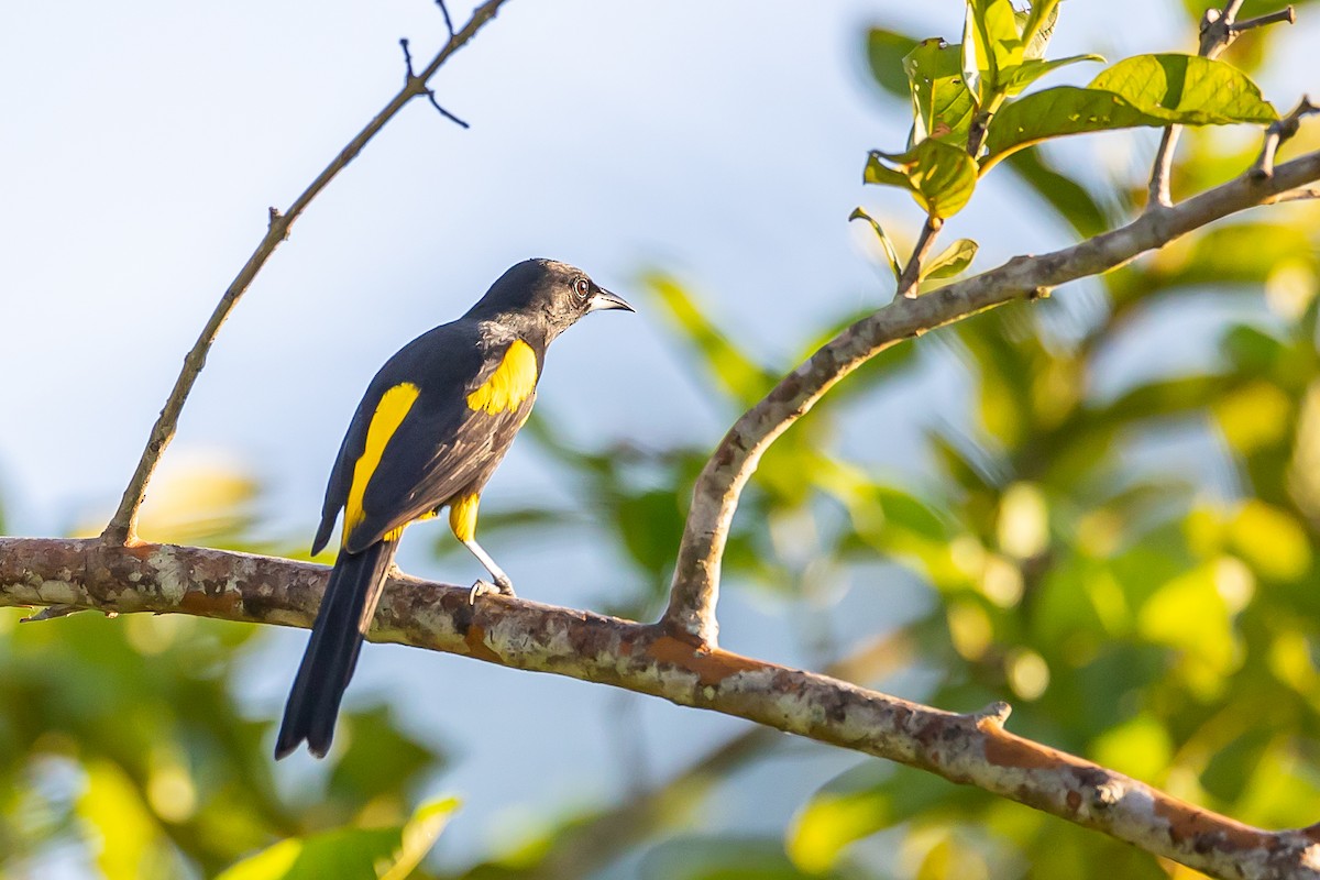 Cuban Oriole - ML621699800