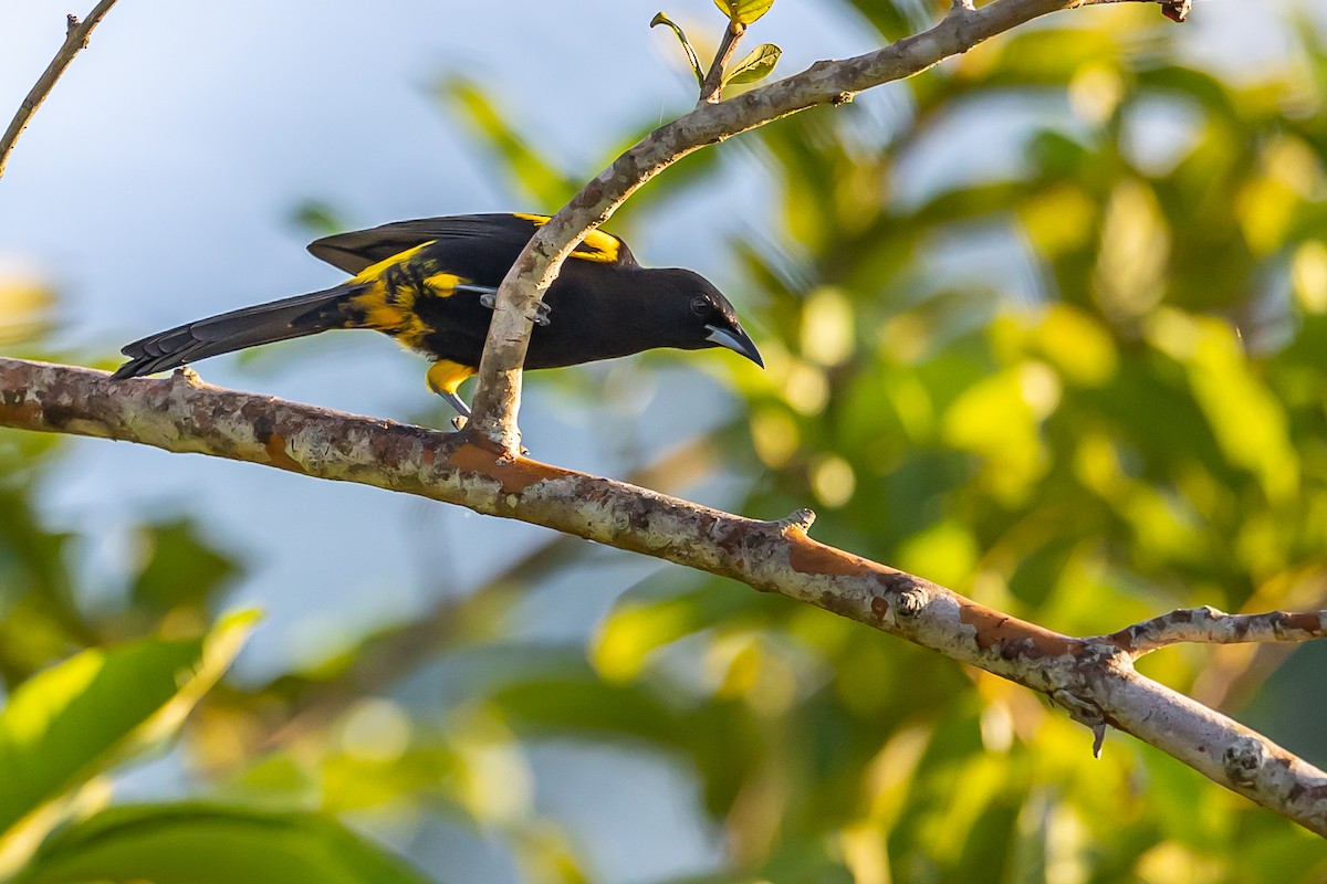 Cuban Oriole - ML621699801