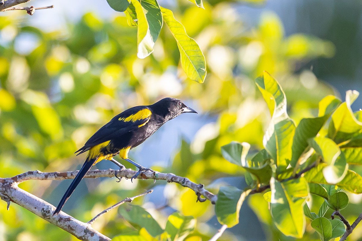 Cuban Oriole - Anonymous