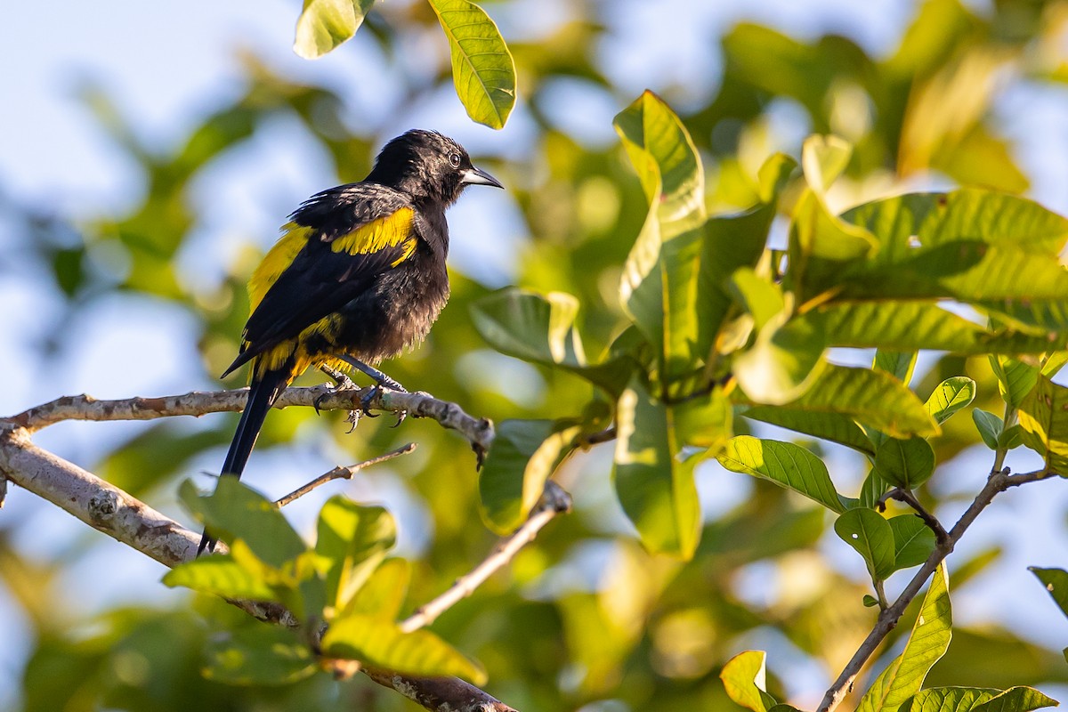 Cuban Oriole - ML621699804