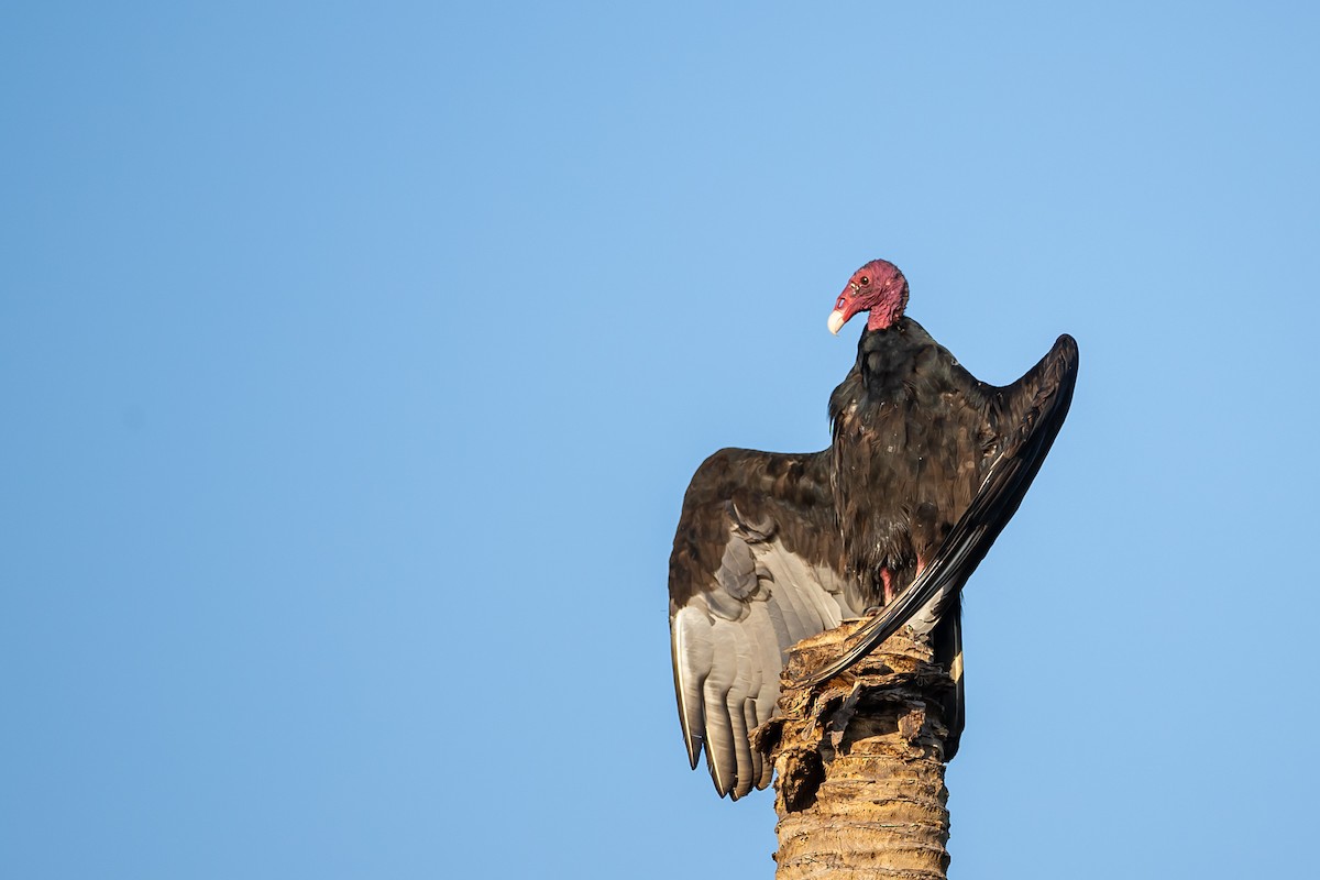 Turkey Vulture - ML621699805