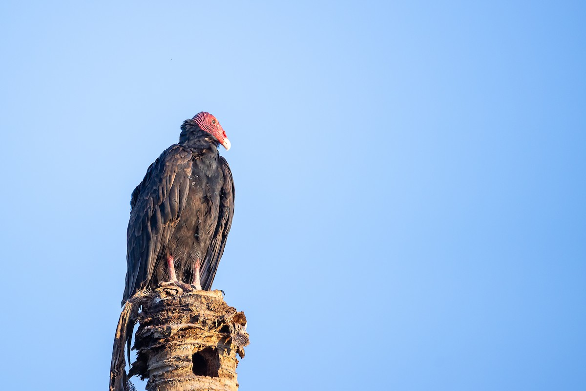 Turkey Vulture - ML621699806