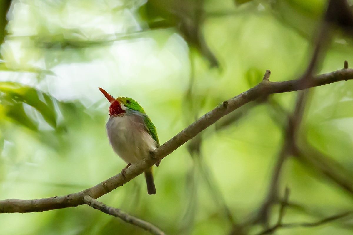 Cuban Tody - ML621699810