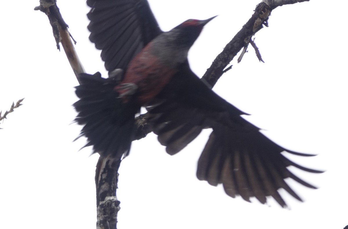 Lewis's Woodpecker - Mary Kimberly