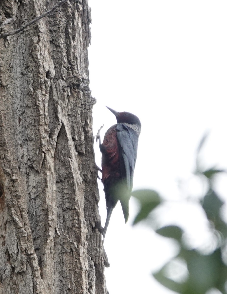 Lewis's Woodpecker - ML621699835