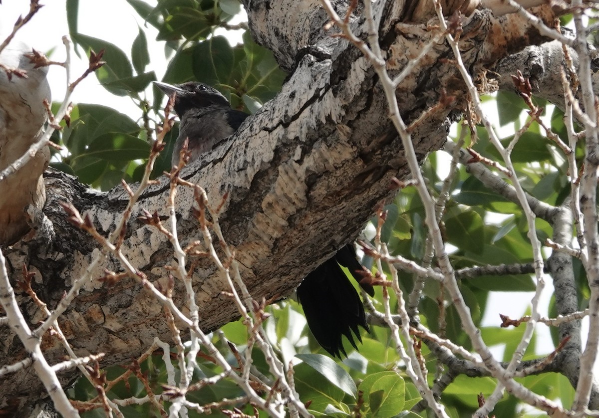 Lewis's Woodpecker - ML621699836