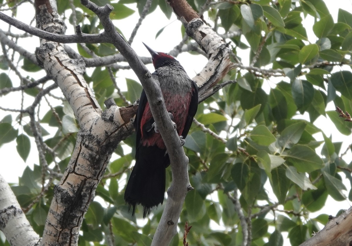 Lewis's Woodpecker - ML621699837