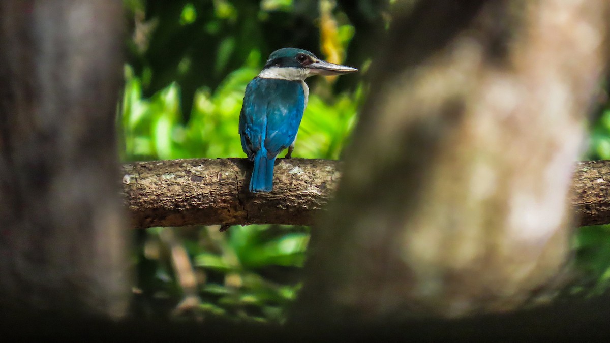 Collared Kingfisher (Collared) - ML621699882