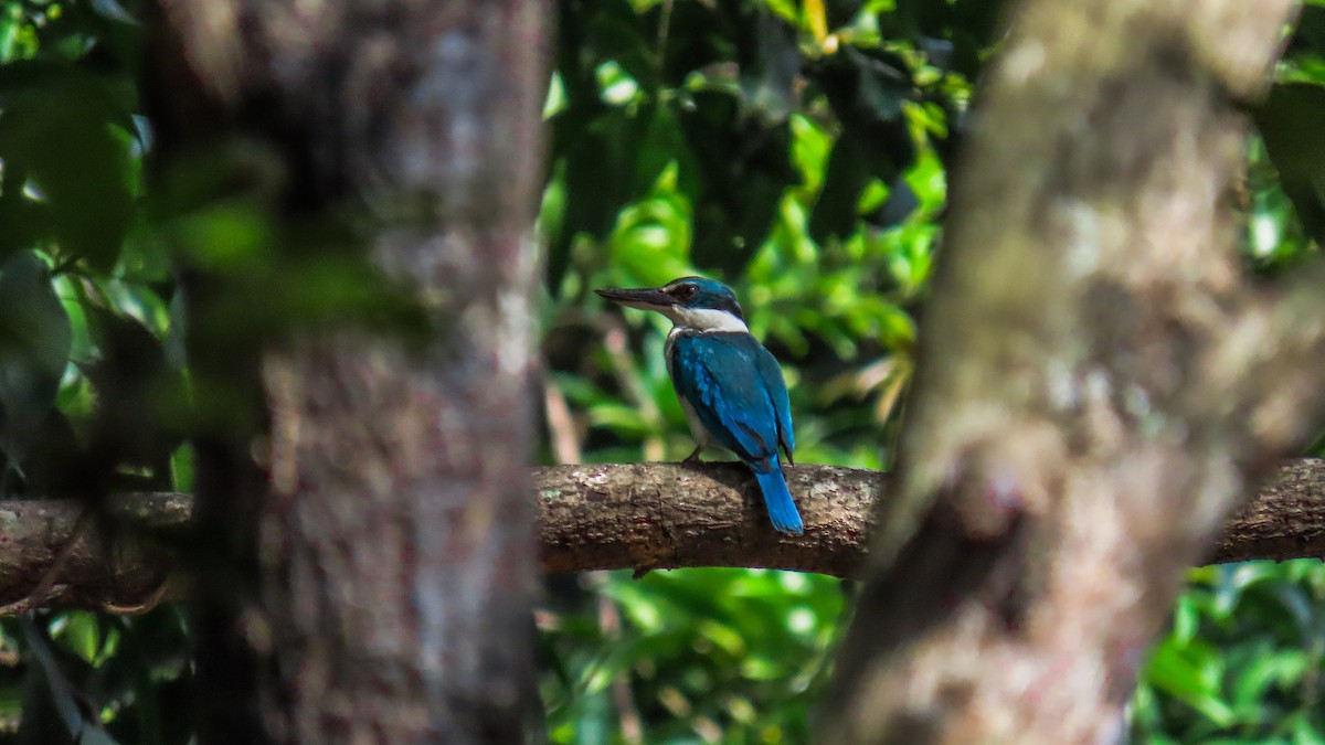 Collared Kingfisher (Collared) - ML621699883