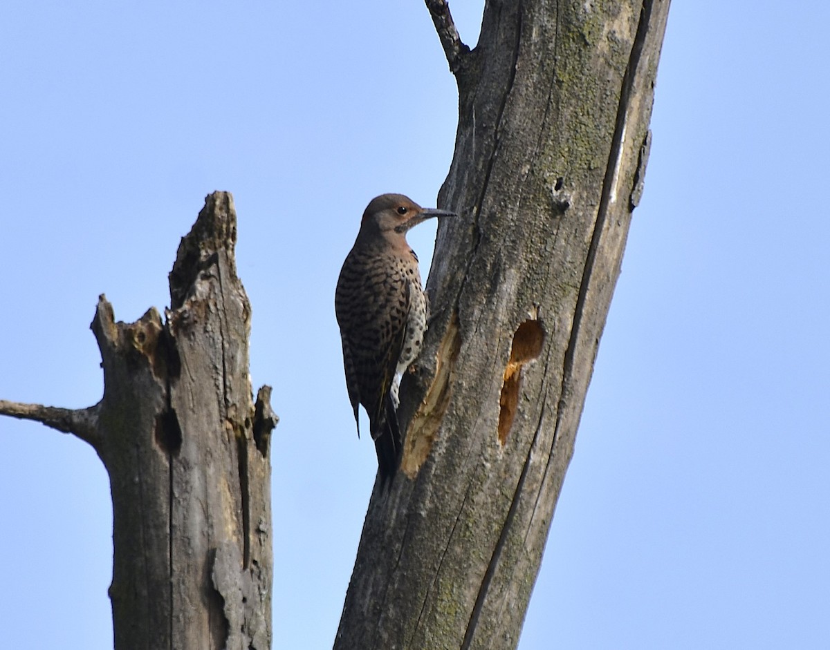 Northern Flicker - ML621699897