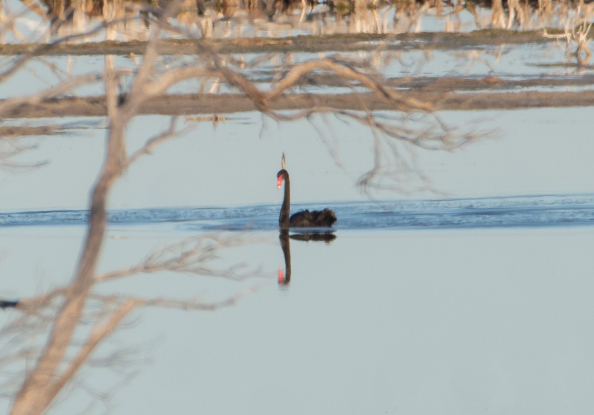 Cygne noir - ML621699921