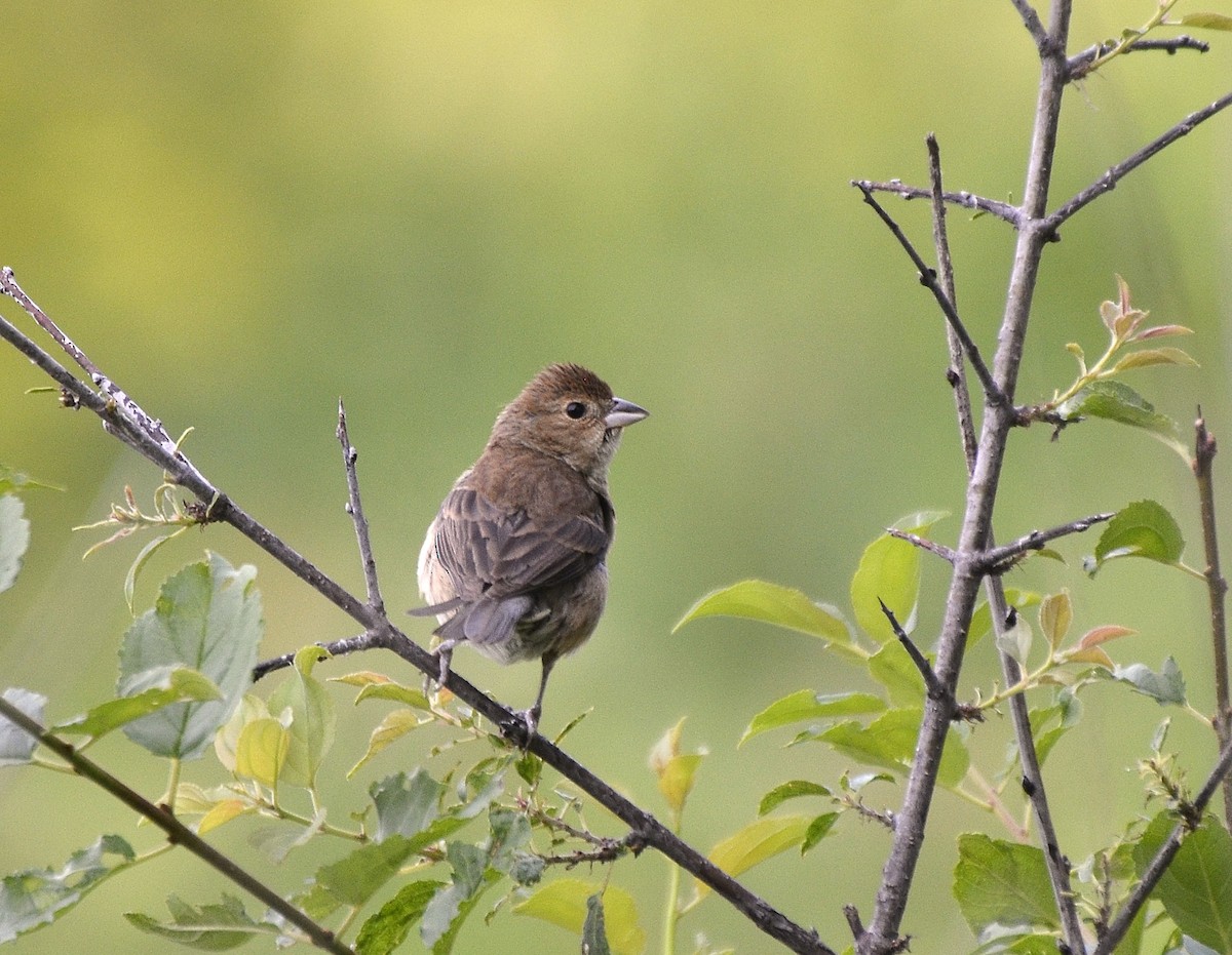 Indigo Bunting - ML621699923