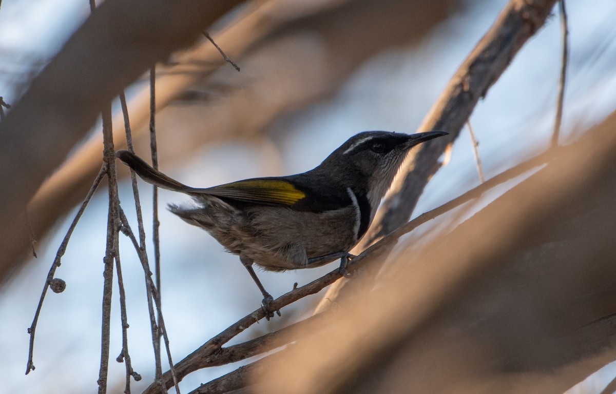 Crescent Honeyeater - ML621699944