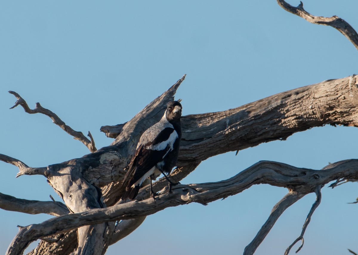 Australian Magpie - ML621699947