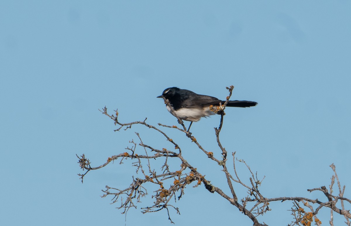 Willie-wagtail - ML621699948