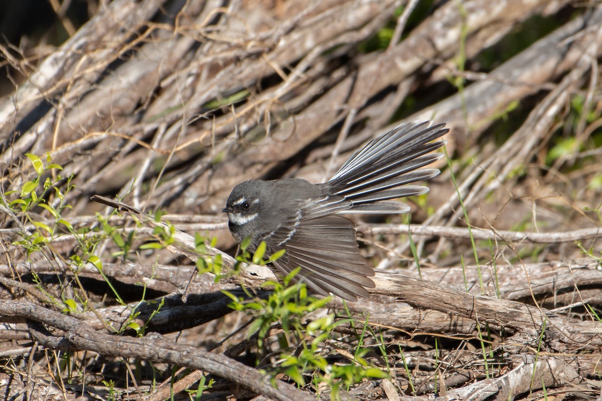 Gray Fantail - ML621699949