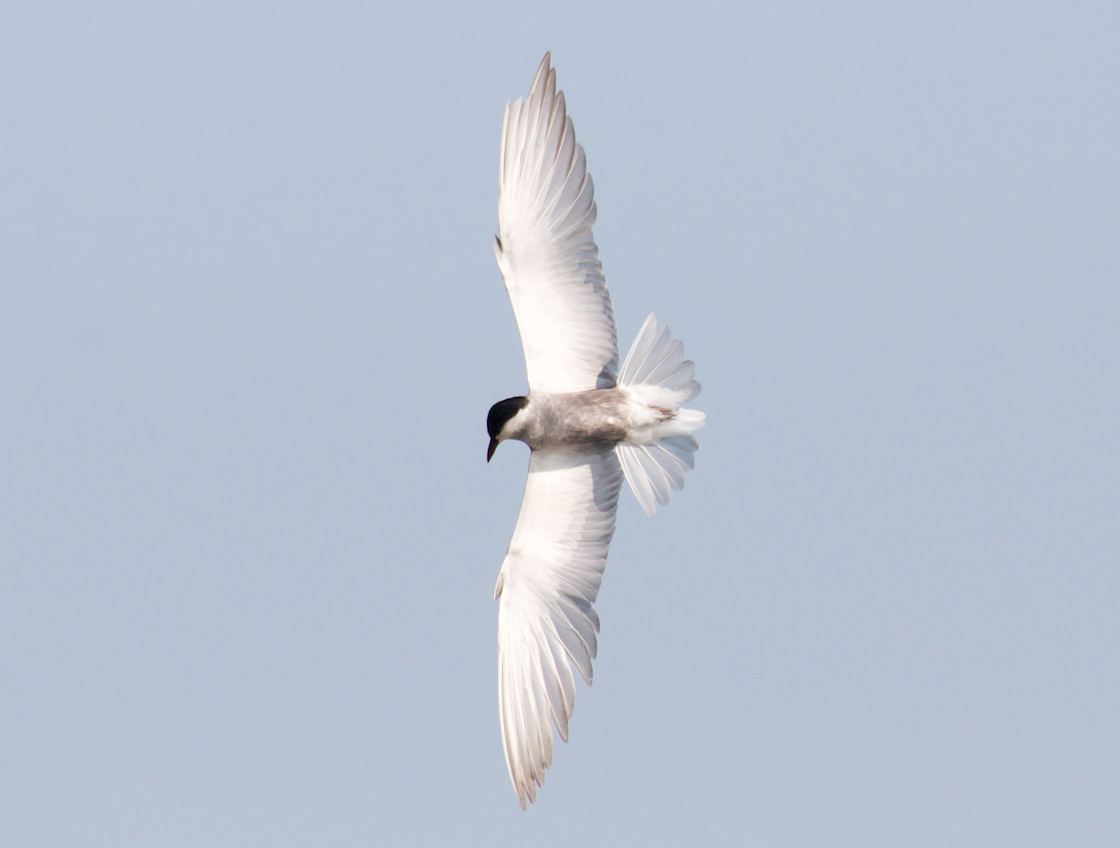 Whiskered Tern - Edoardo Nardelli