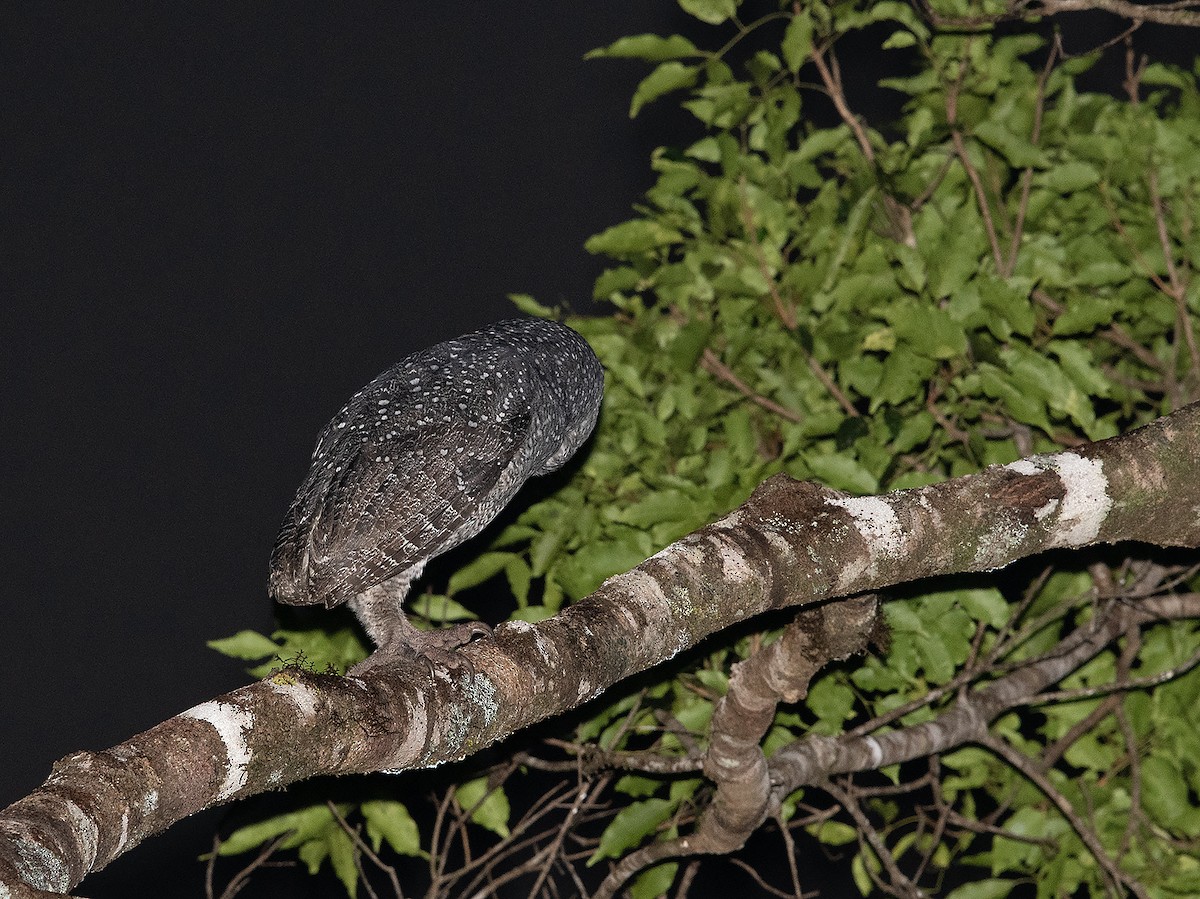 Sooty Owl (Lesser) - ML621700223