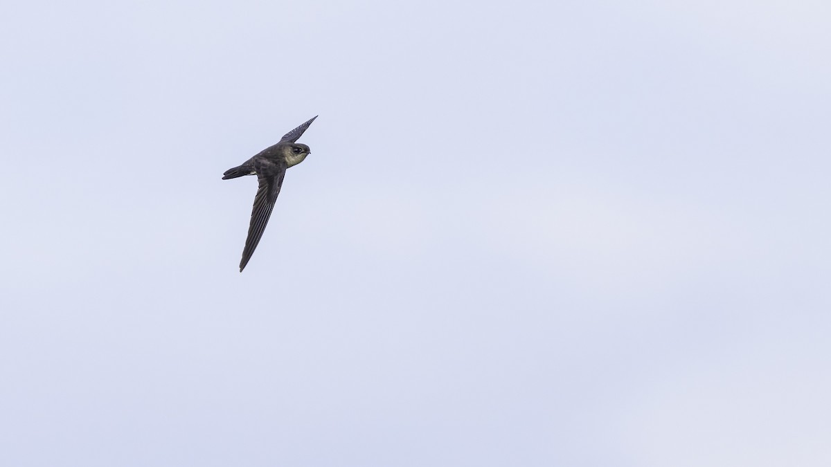 Uniform Swiftlet - Robert Tizard