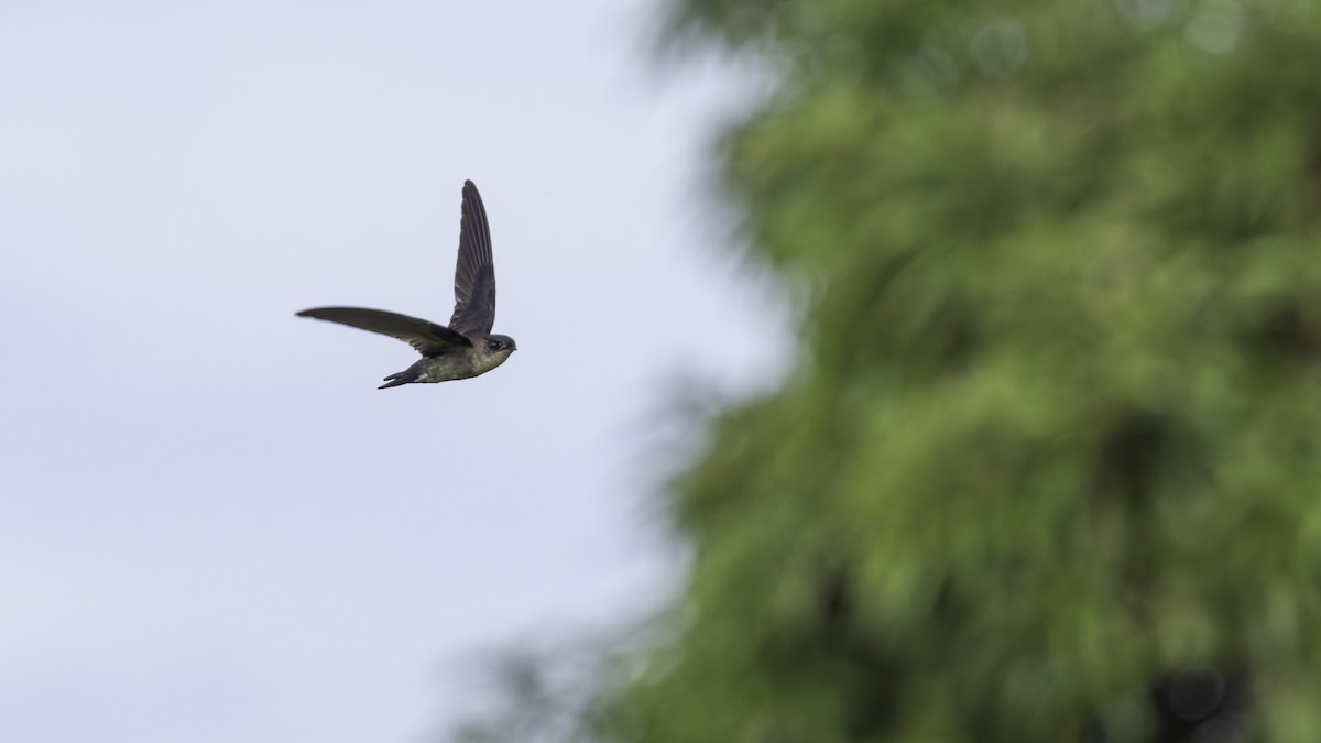 Uniform Swiftlet - Robert Tizard