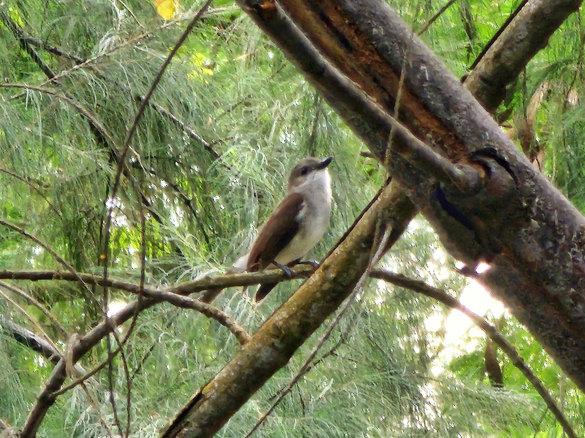 Mangrove Whistler - ML621700363