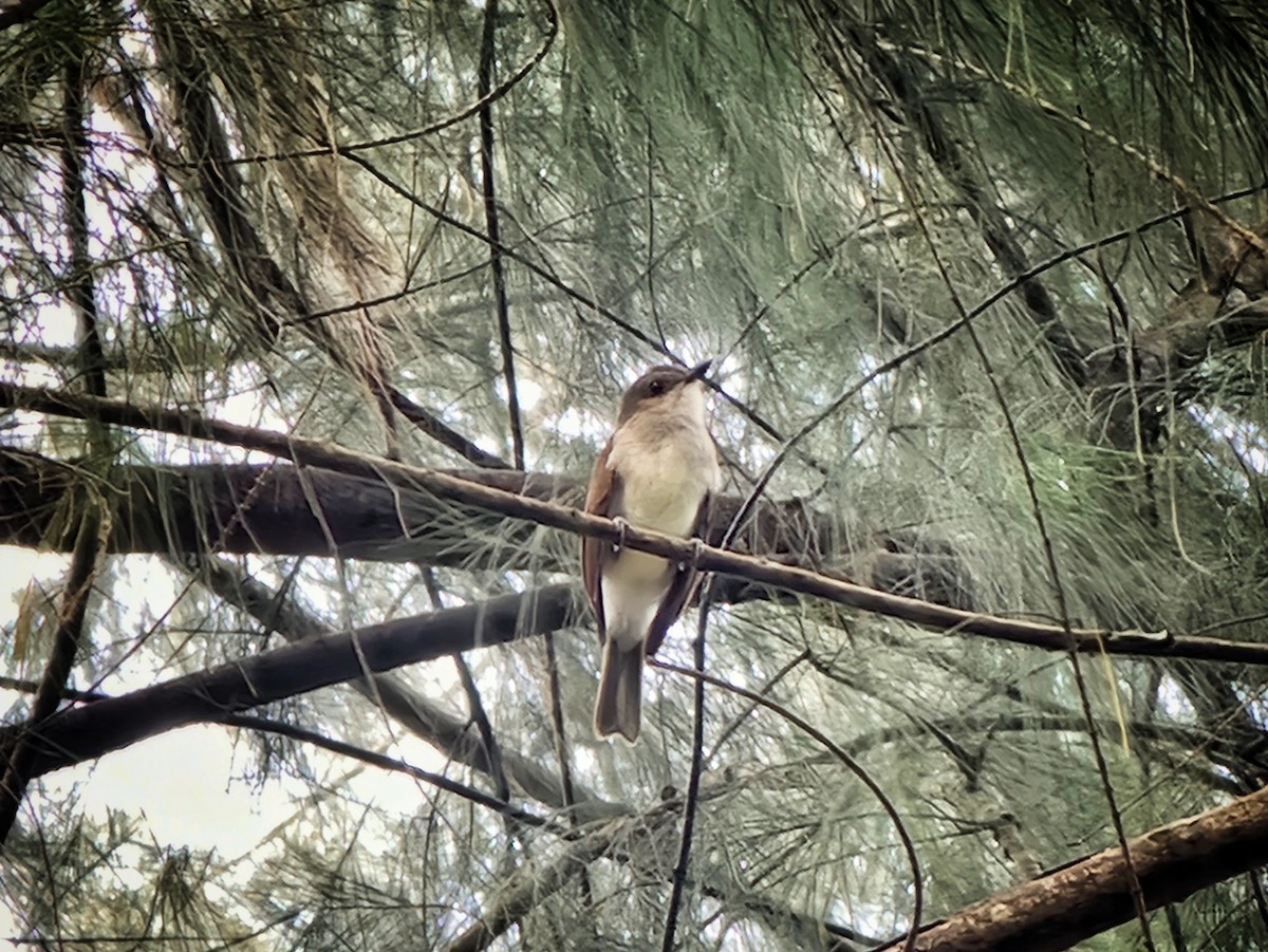 Mangrove Whistler - ML621700364