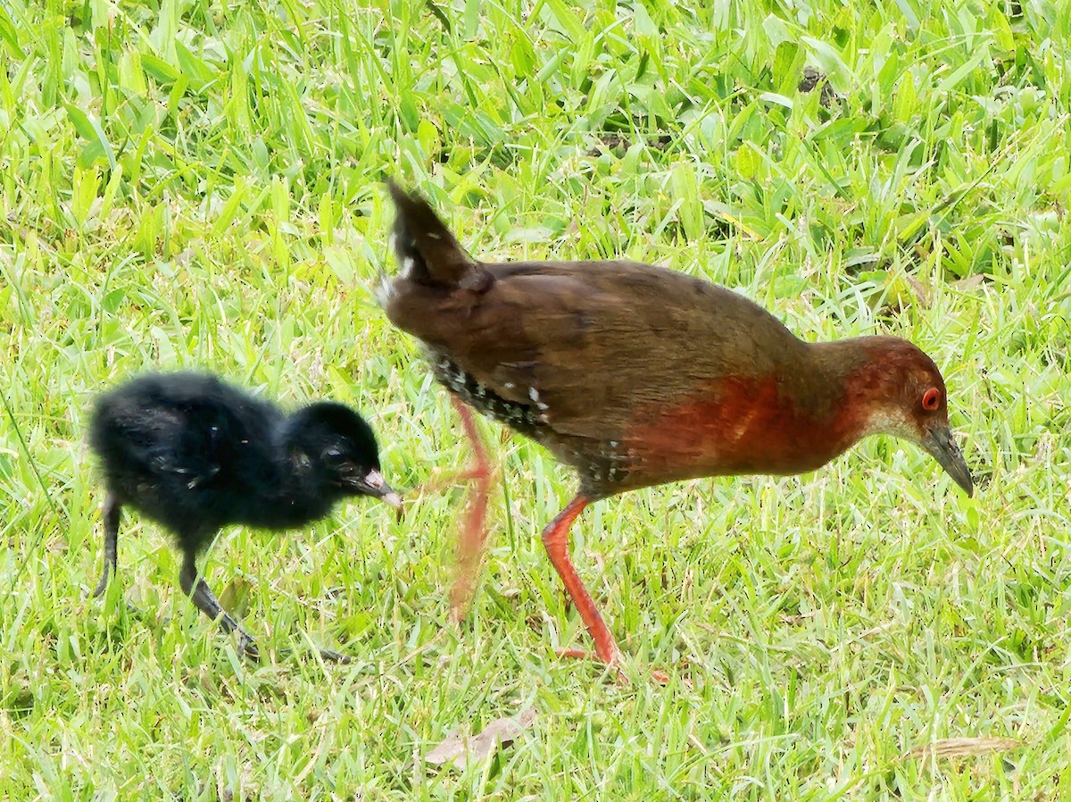 Ruddy-breasted Crake - ML621700392