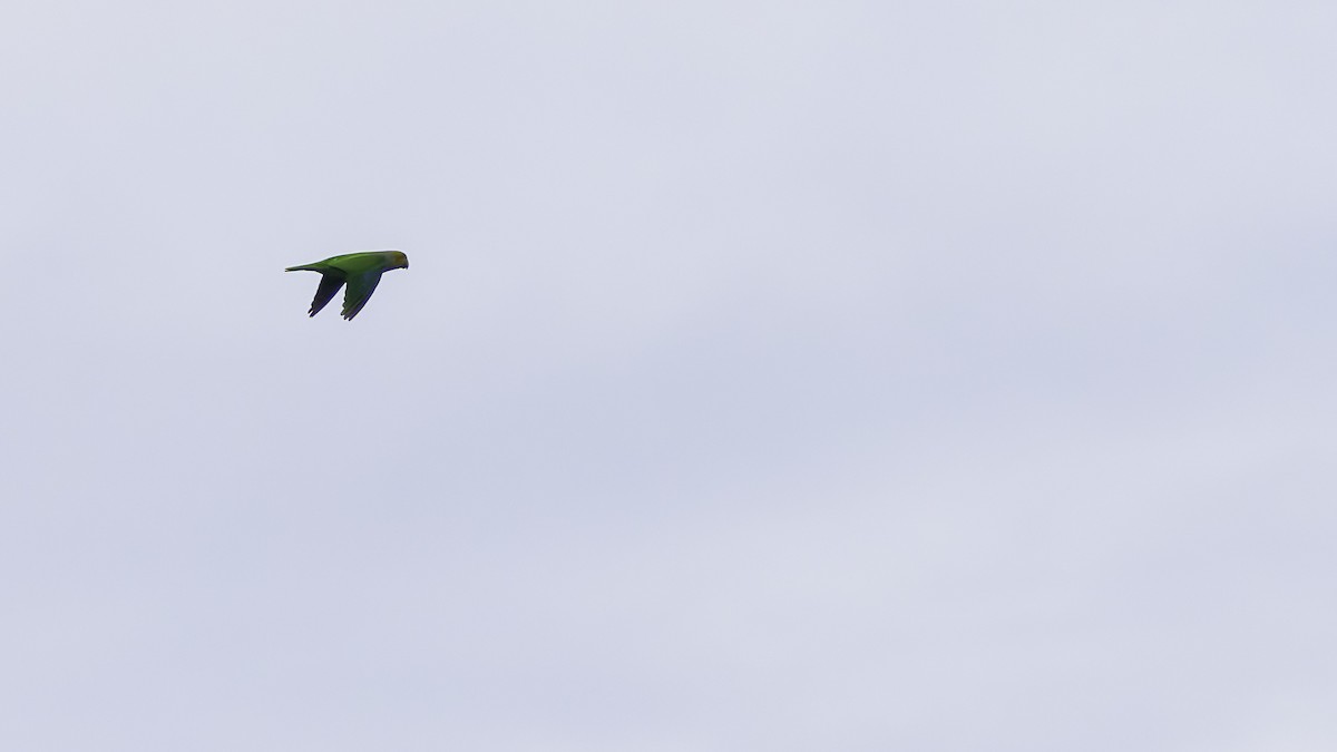 Singing Parrot - ML621700421