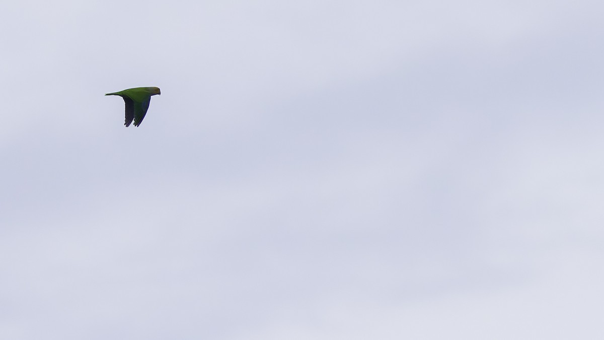 Singing Parrot - ML621700422