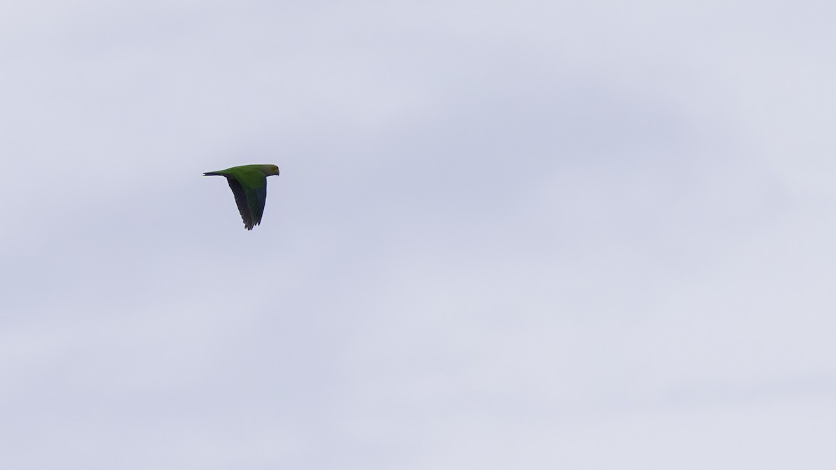 Singing Parrot - ML621700423