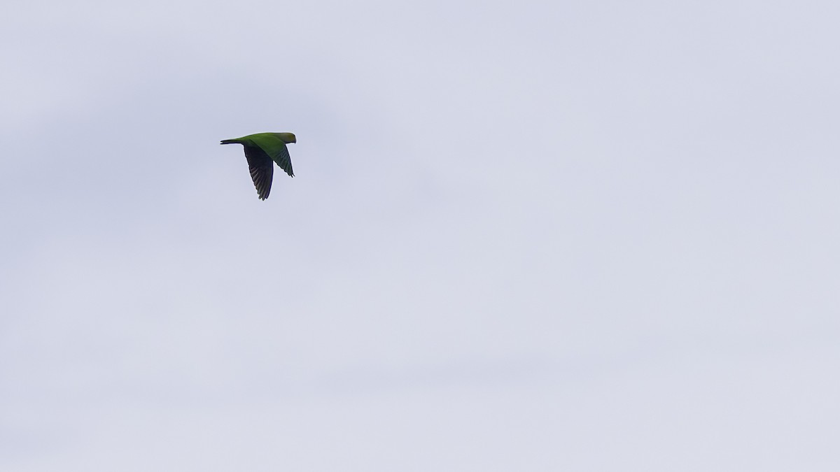 Singing Parrot - ML621700424