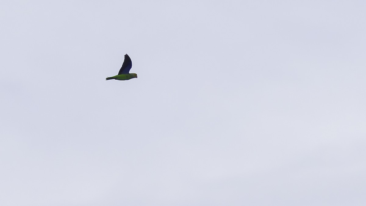 Singing Parrot - ML621700425