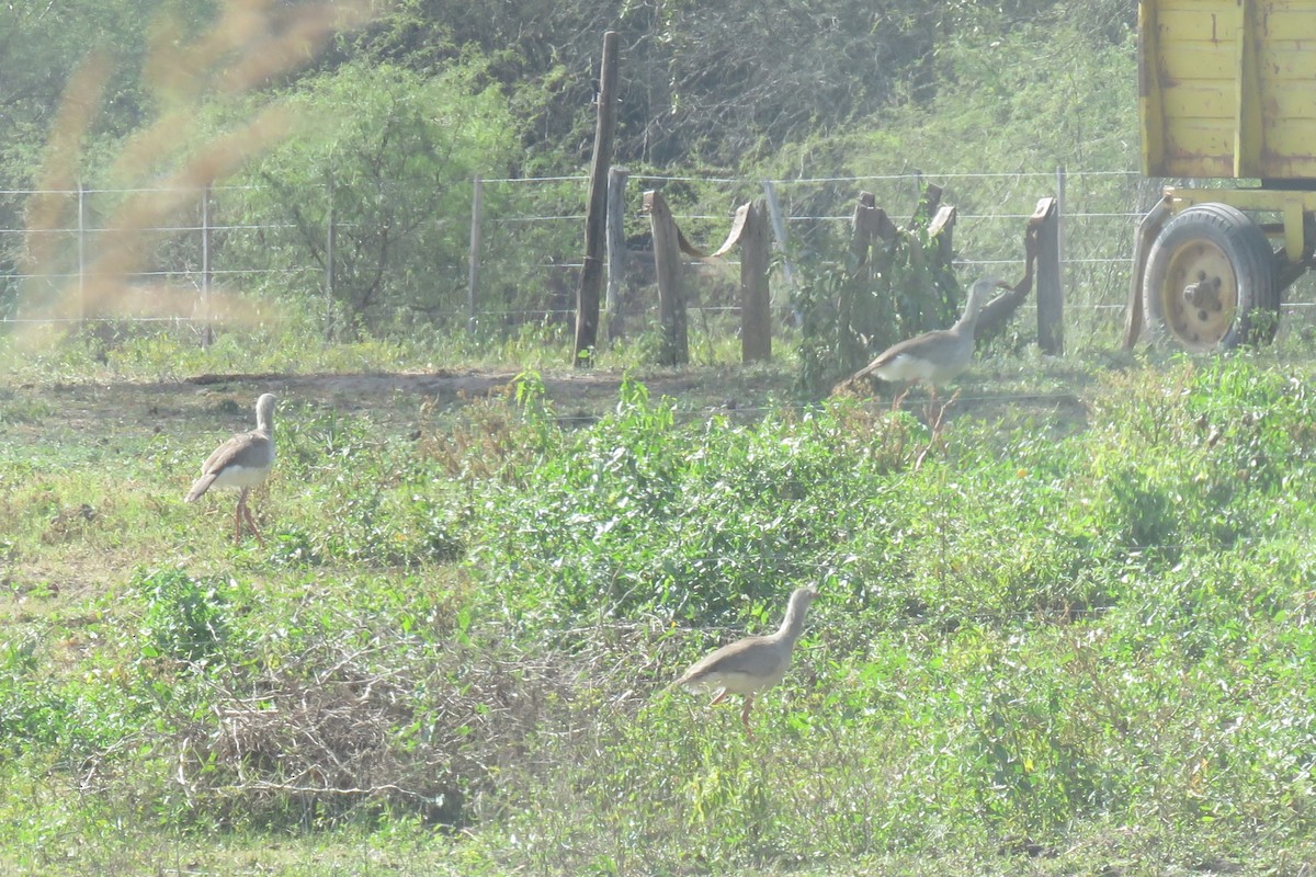 Red-legged Seriema - Anonymous