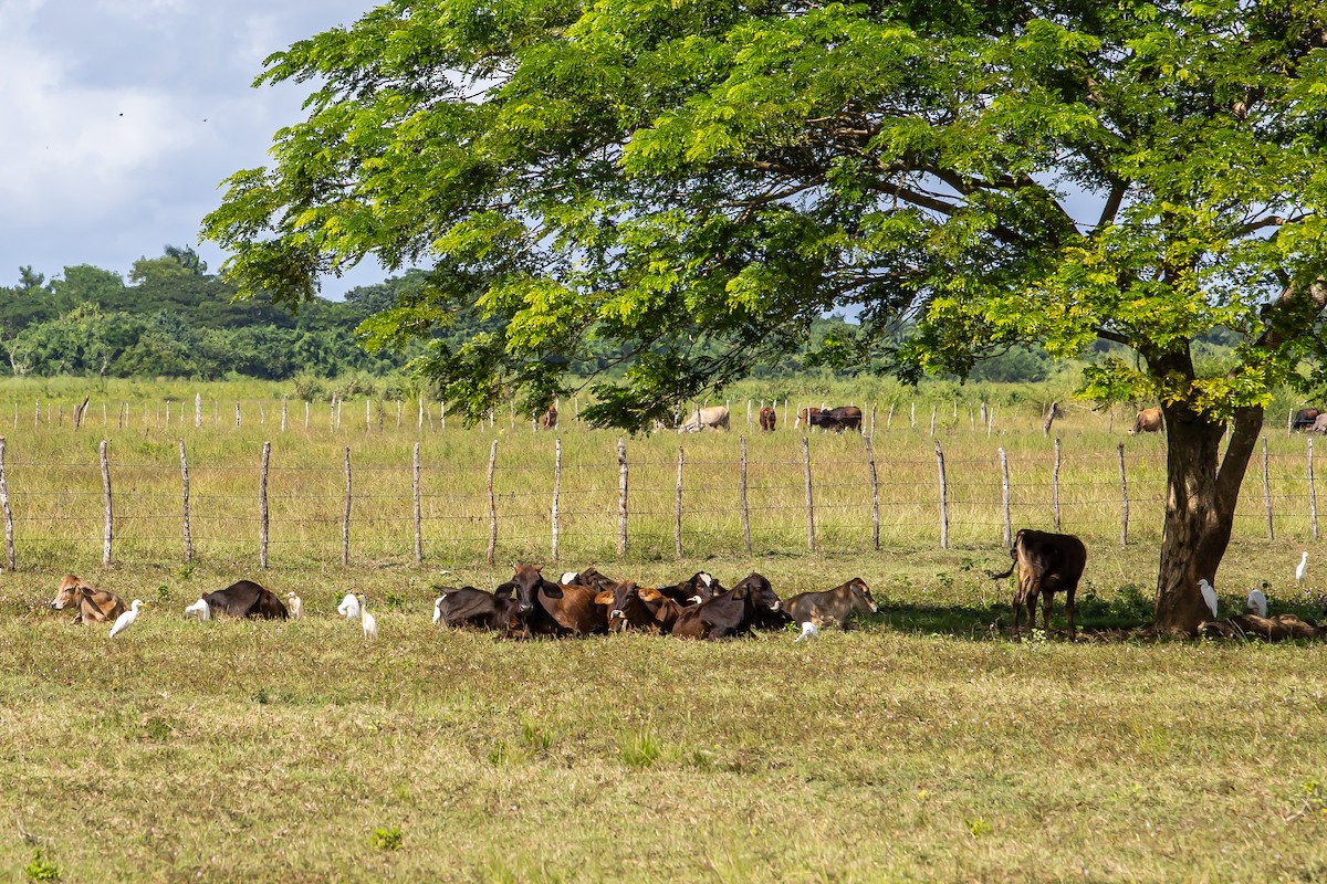 Western Cattle-Egret - ML621700511