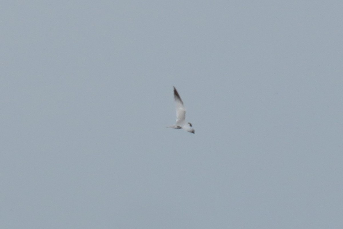 Yellow-billed Tern - ML621700527