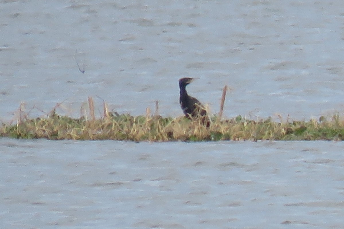 Neotropic Cormorant - Anonymous