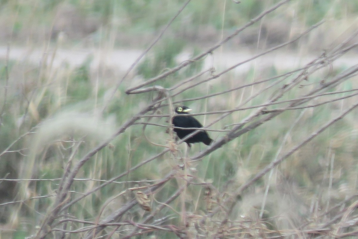 Spectacled Tyrant - ML621700536