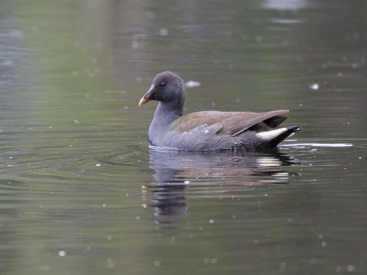 Dusky Moorhen - ML621700545