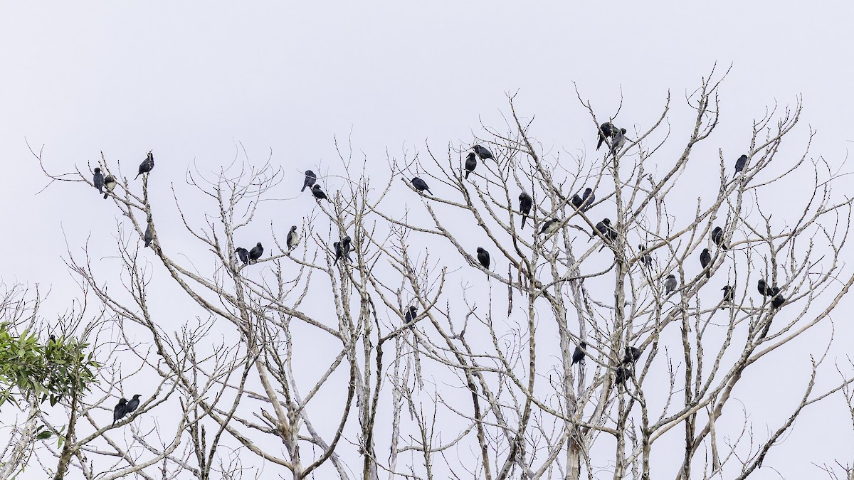 Singing Starling - ML621700573