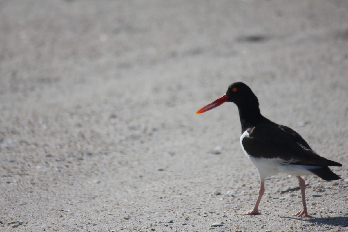 American Oystercatcher - ML621700696