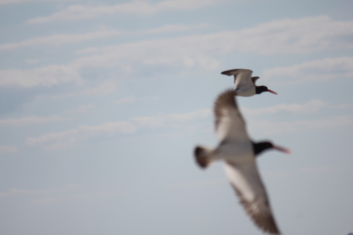 American Oystercatcher - ML621700697