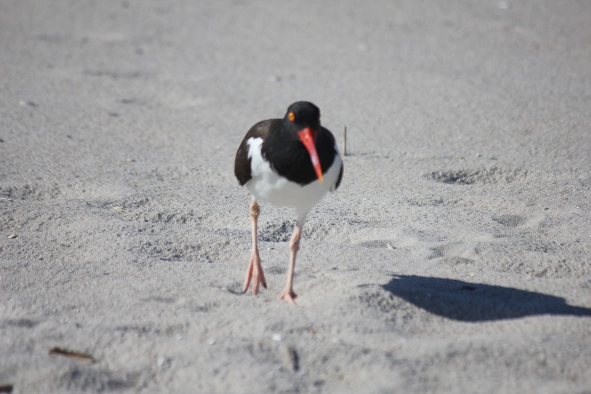 American Oystercatcher - ML621700698