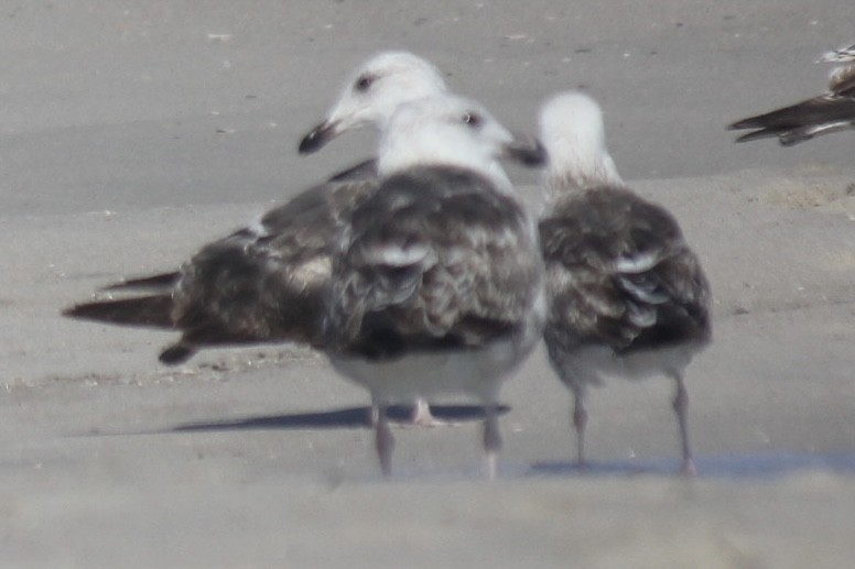 Great Black-backed Gull - ML621700710