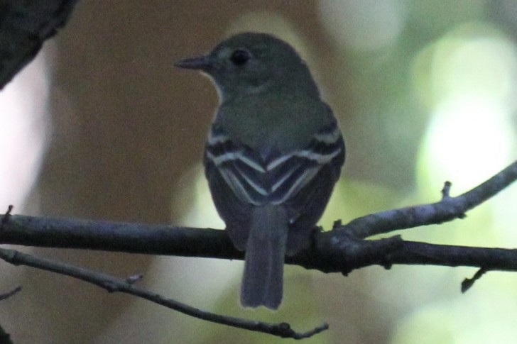 Acadian Flycatcher - ML621700715