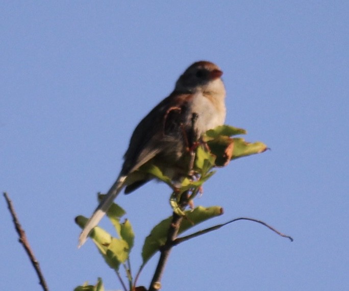 Field Sparrow - ML621700720