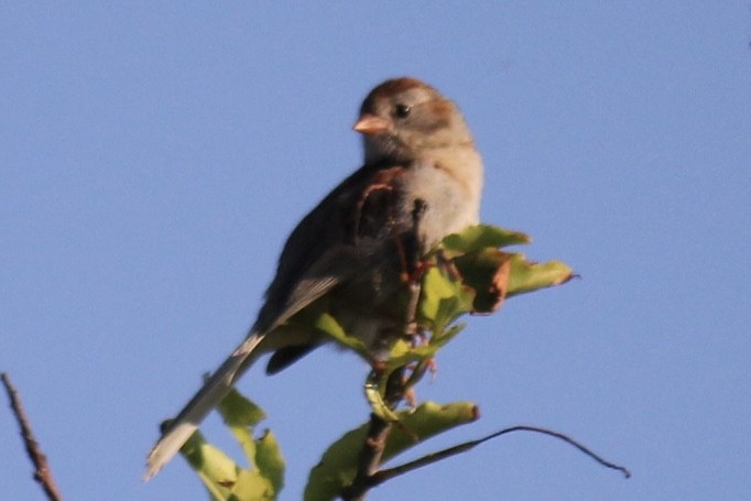 Field Sparrow - ML621700721