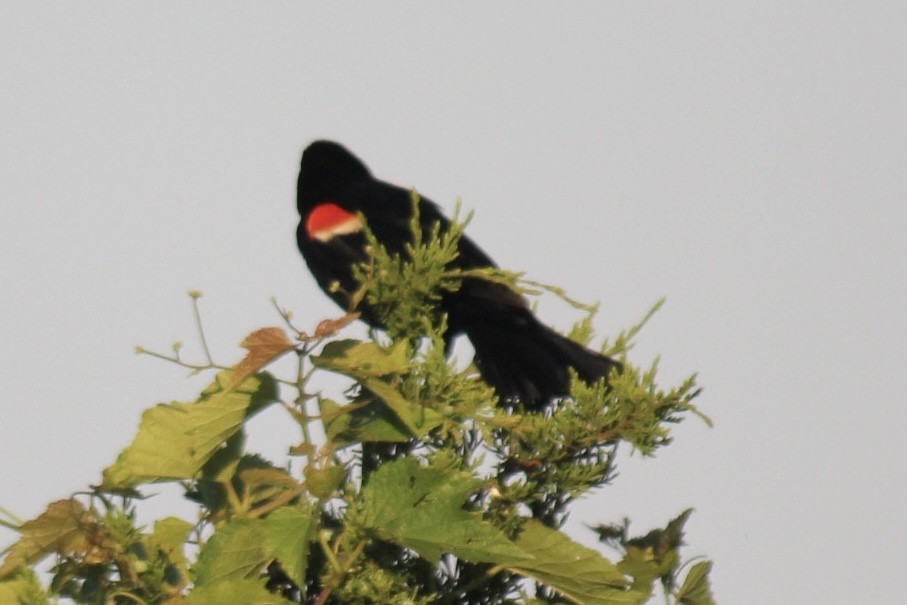 Red-winged Blackbird (Red-winged) - ML621700730