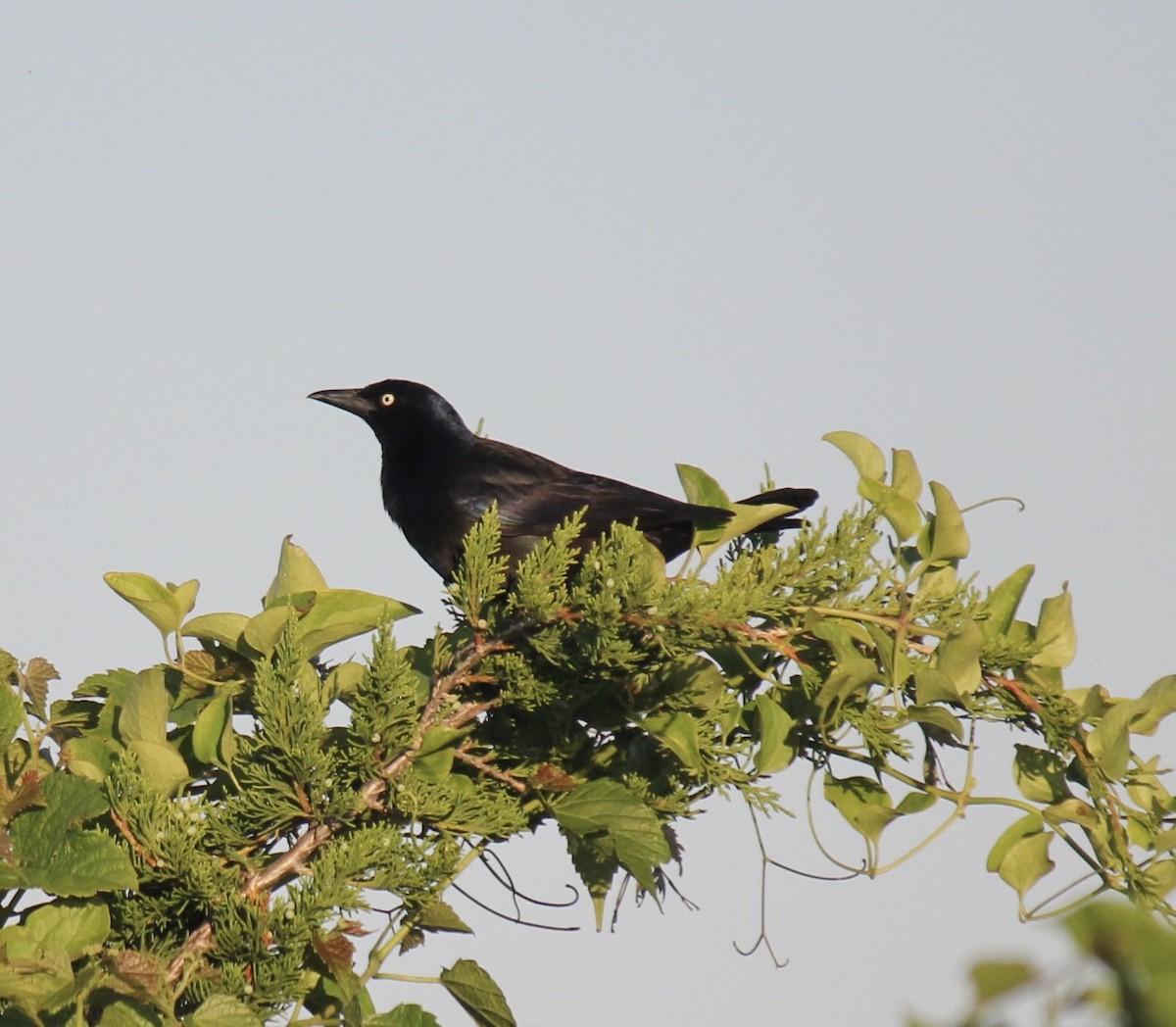 Common Grackle - ML621700734