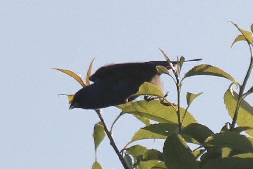 Indigo Bunting - ML621700737