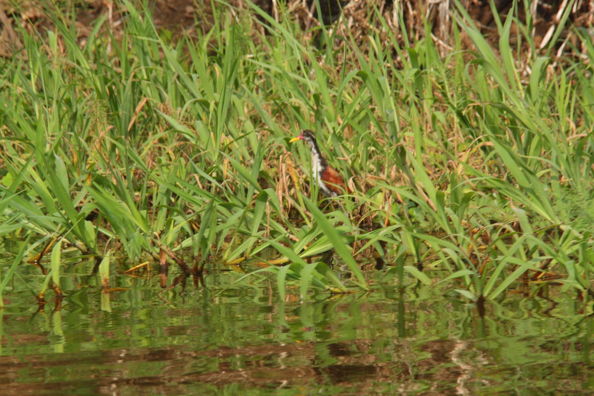 Jacana Suramericana - ML621700774